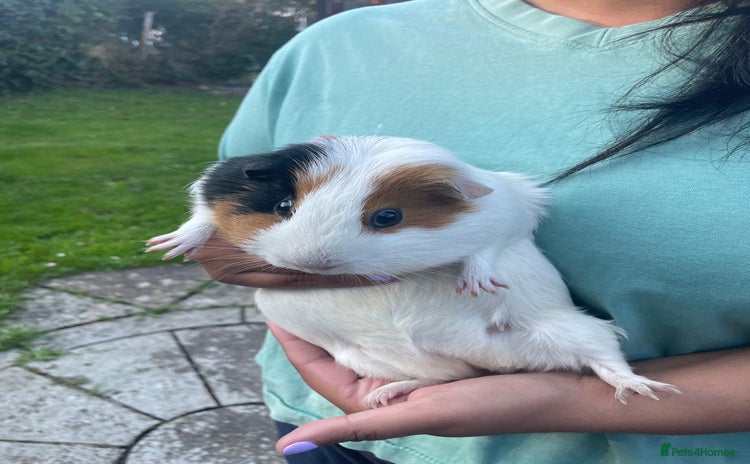 Guinea Pig rodents - Advert 1