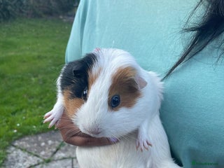 Guinea Pig rodents - Advert 27