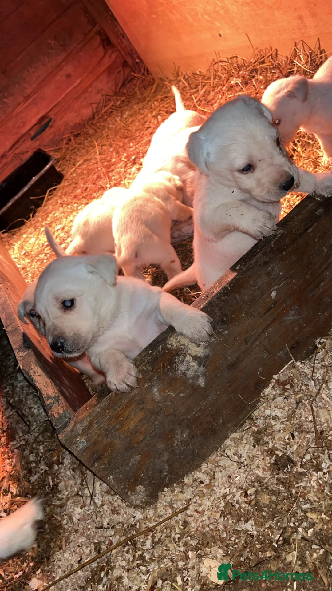 Labrador Retriever dogs for sale: Golden Labrador  - Advert 1