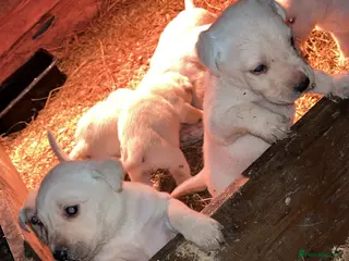 Labrador Retriever dogs Golden Labrador - Advert 2