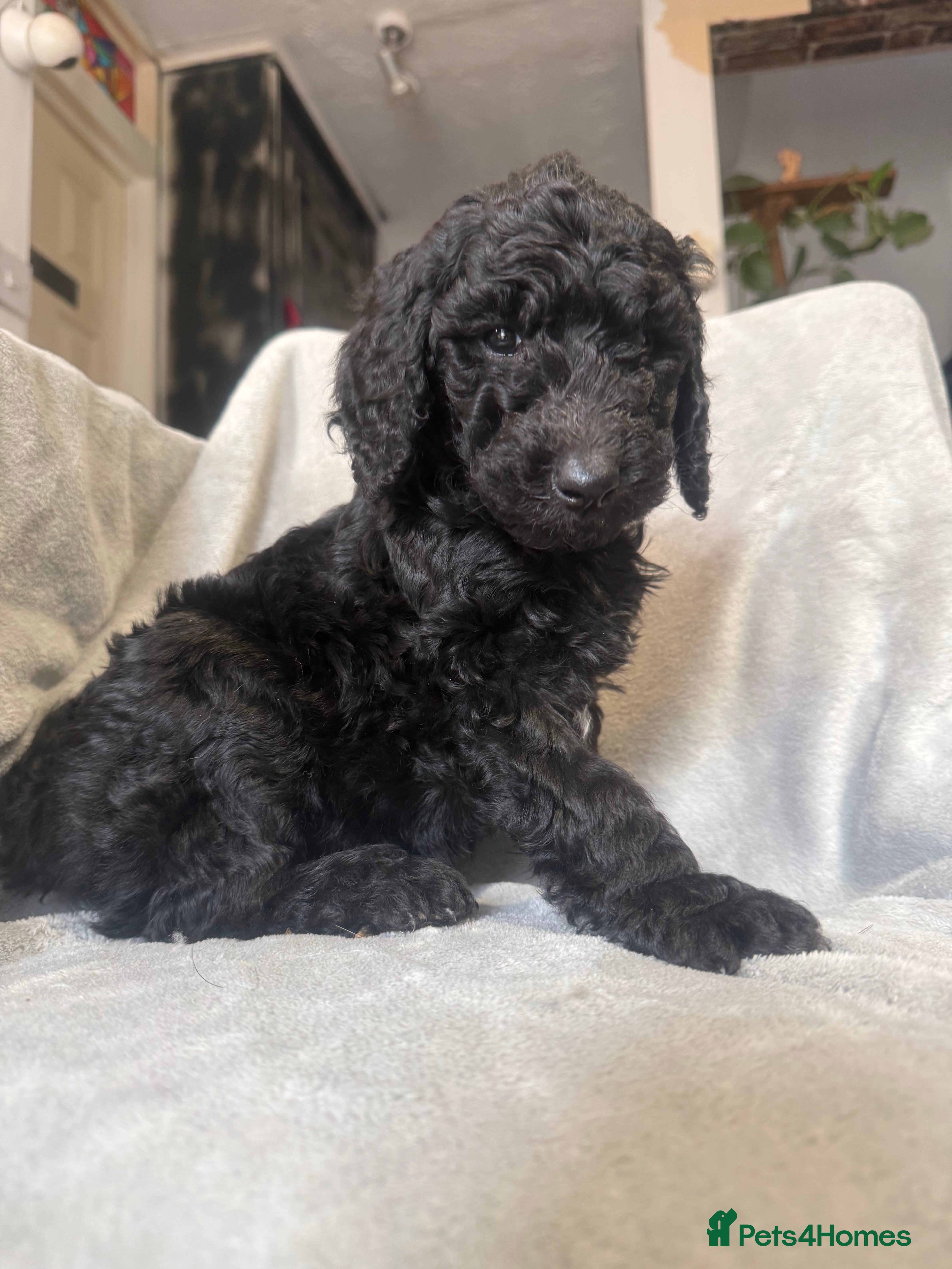 Standard Poodle dogs Standard poodle puppies  - Advert 2
