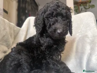 Standard Poodle dogs Standard poodle puppies - Advert 2