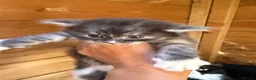 Maine Coon cats for sale: Maine Coon Kitten  - Advert 9