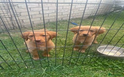 Labrador Retriever dogs for sale: Beautiful fox red lab puppies in Cambridge - Image 17