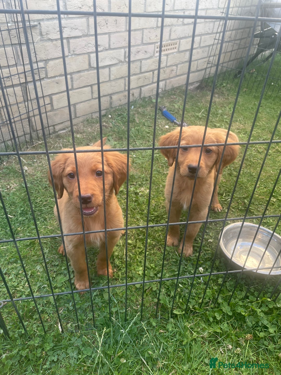 Labrador Retriever dogs for sale: Beautiful fox red lab puppies in Cambridge - Image 17
