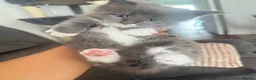 Maine Coon cats for sale: Blue smoke rare XL Maine coons  - Advert 1