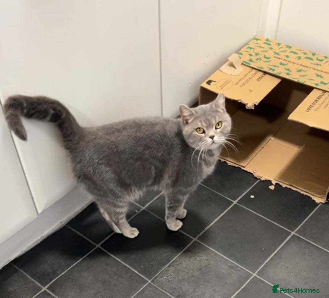 British Shorthair cats for sale: One male and one female remain - Advert 5
