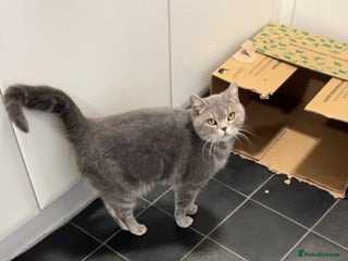 British Shorthair cats Ready to leave 15 December 2025 - Advert 3