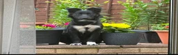 Border Collie dogs for stud: Bodercollie stud south wales  in Merthyr Tydfil - Advert 1