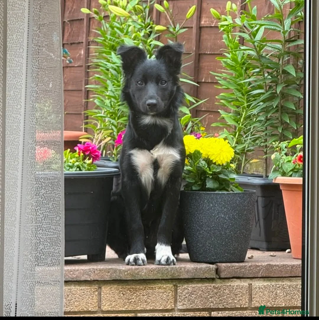 Border Collie dogs for stud: Bodercollie stud south wales  in Merthyr Tydfil - Advert 1
