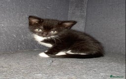 Mixed Breed cats for sale: British blue/Russian blue cross - Image 6