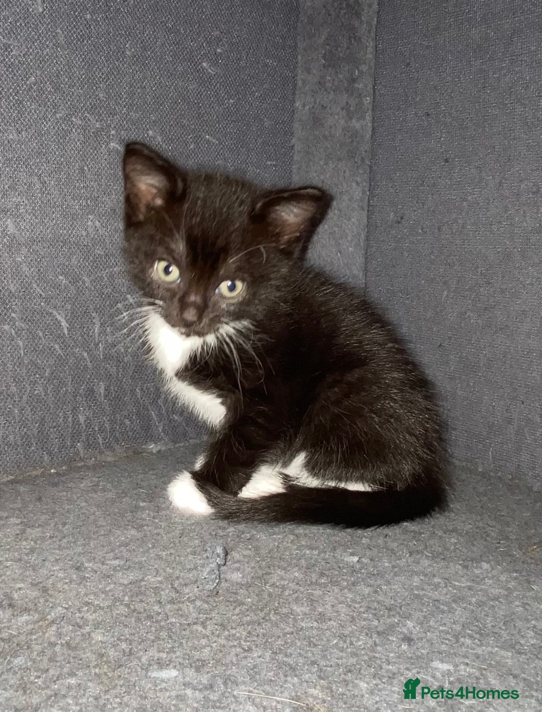 Mixed Breed cats for sale: British blue/Russian blue cross - Image 6