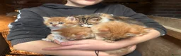 Mixed Breed cats for sale: Long & short haired kittens males and females  - Advert 8