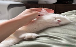Mixed Breed cats for adoption: BLANCO - GREEN EYES -AFFECTIONATE 6M Neutered  - Image 6