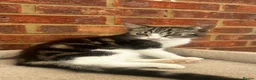 Mixed Breed cats for sale: Cute and playful  kittens - Advert 7
