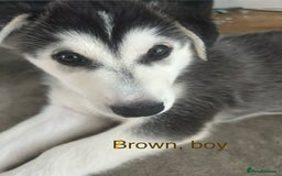 Siberian Husky dogs for sale: Lovely husky puppies, ready for new homes on 25/8 - Image 34