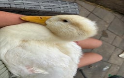 Ducks poultry for sale: 4 Cherry valley ducks for sale  - Image 3