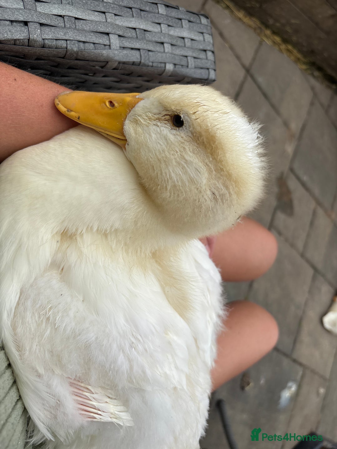 Ducks poultry for sale: 4 Cherry valley ducks for sale  - Image 3