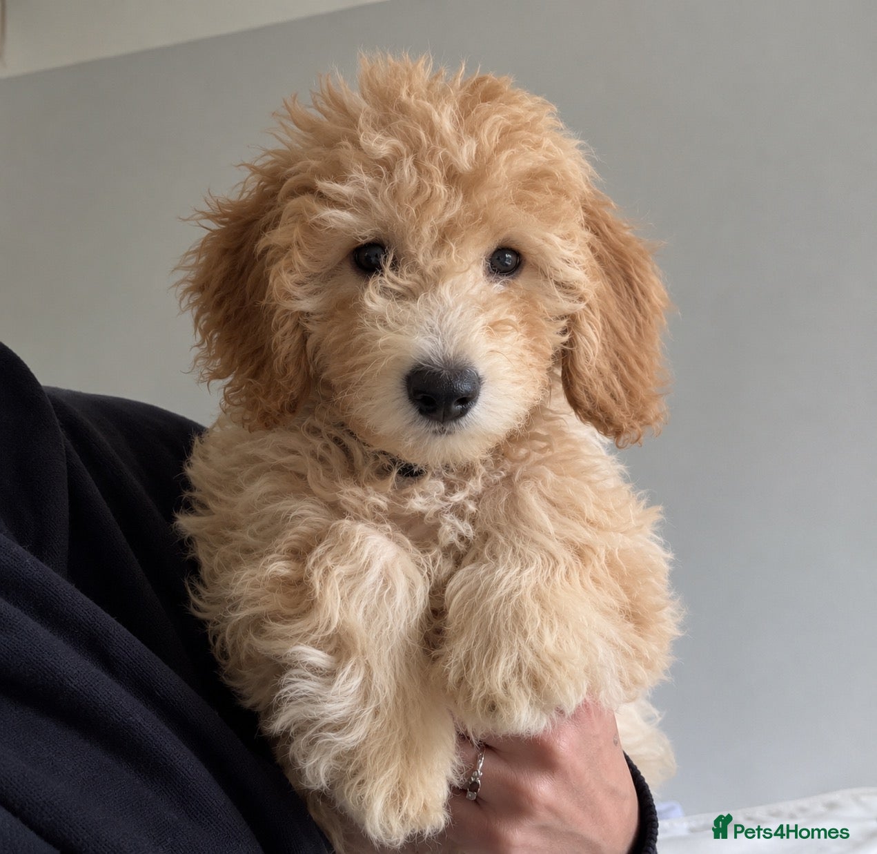 Mini Goldendoodle dogs for sale: F1B Mini Goldendoodle Boy- REDUCED PRICE 🐶 - Advert 2