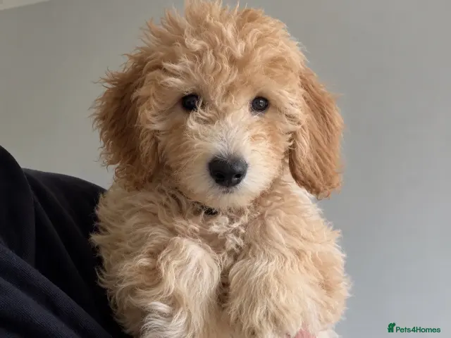 Mini Goldendoodle dogs for sale: F1B Mini Goldendoodle Boy- REDUCED PRICE 🐶 - Advert 2