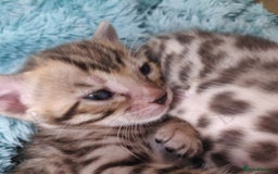 Bengal cats for stud: For Sale Amazing Stud Bengal Male TICA reg litters in Durham - Image 11