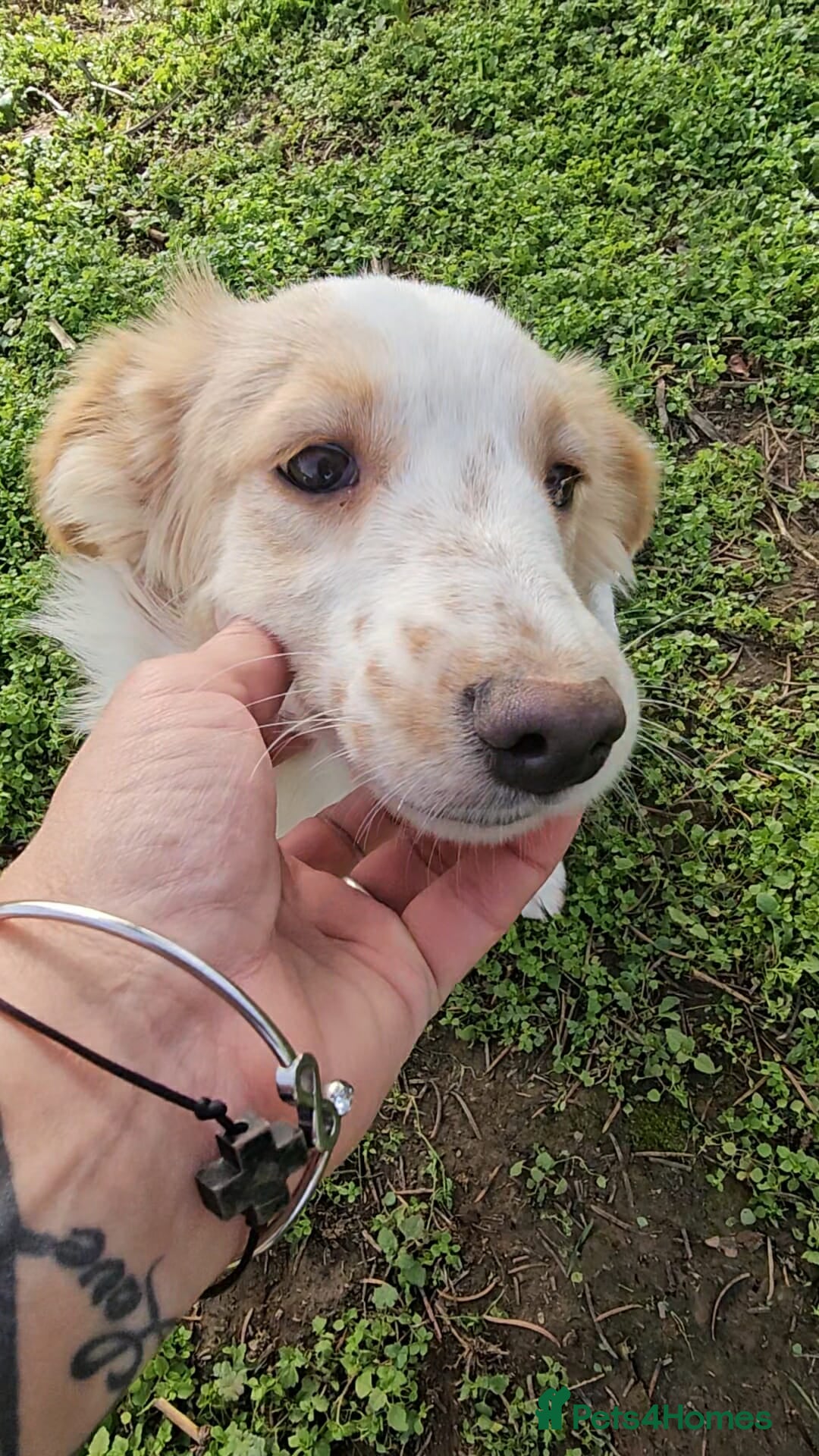 Mixed Breed dogs MOLLY - Advert 12