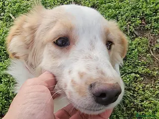 Mixed Breed dogs MOLLY - Advert 12