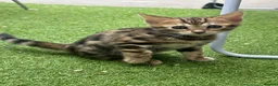 Bengal cats for sale: Baby pure bengal male  - Advert 3