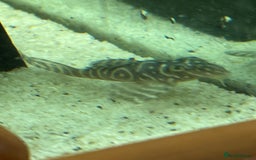 Plecos fish for sale: L333 Gurupa Rare! 9 adults.  - Image 21