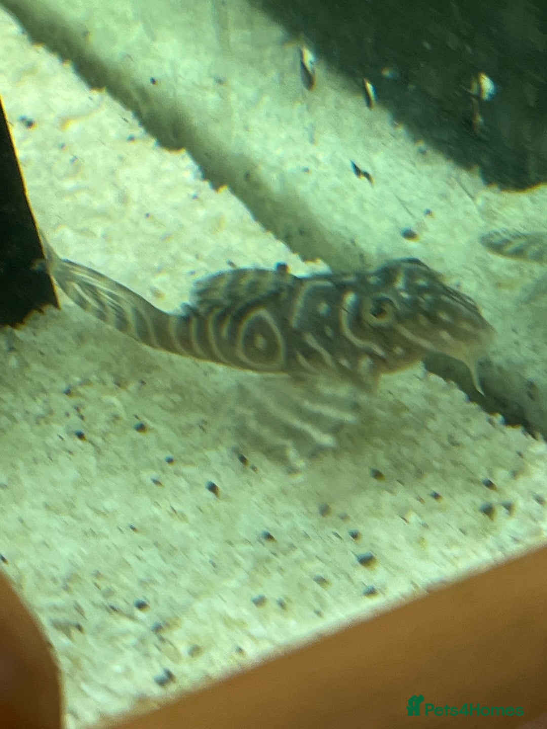 Plecos fish for sale: L333 Gurupa Rare! 9 adults.  - Image 21
