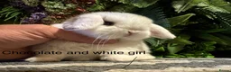 Mini Lop rabbits for sale: Mini lops ready to reserve   - Advert 7