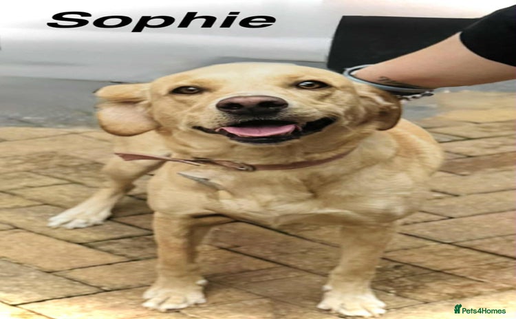 Labrador Retriever dogs Labrador girl - Advert 10