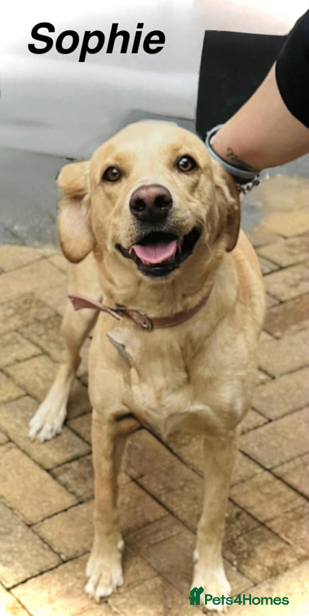 Labrador Retriever dogs for sale: Labrador girl - Advert 1