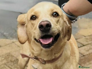 Labrador Retriever dogs for sale: Labrador girl - Advert 1