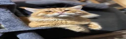 Maine Coon cats for sale: 6 Gorgeous Maine Coon Cross Kittens Available Now! - Advert 11