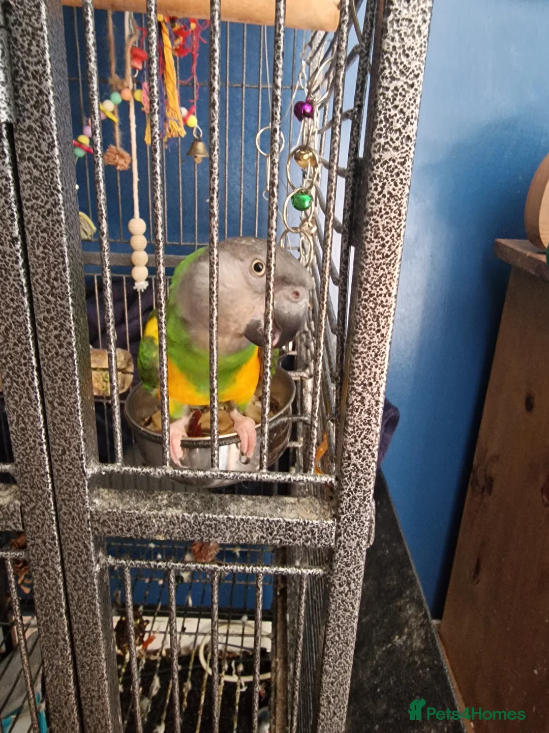 Parrots birds for sale: 2 year old Senegal Parrot with cage included  - Advert 2
