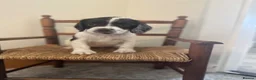 English Springer Spaniel dogs for sale: KC REG ENGLISH SPRINGER SPANIELS - Advert 4