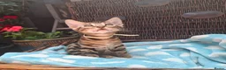 Bengal cats for sale: Stunning Bengal Kittens  - Advert 18