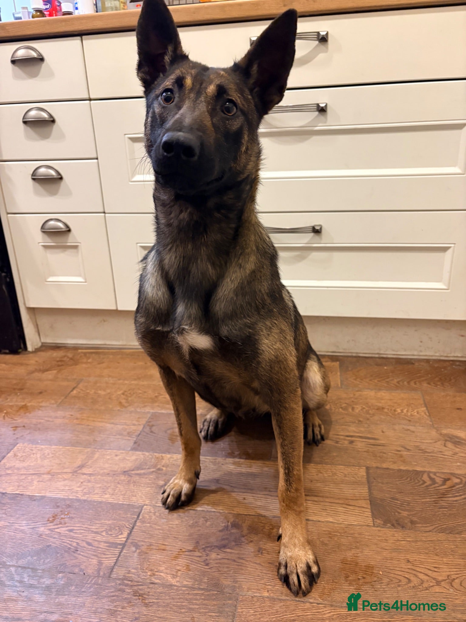 Belgian Shepherd Dog dogs Malinois Litter  - Advert 2