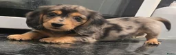Miniature Dachshund dogs for sale: Miniature Dachshund longhaired puppy - Advert 2