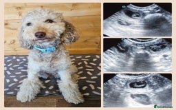 Australian Labradoodle dogs for sale: Home raised Australian Labradoodles due October - Image 1
