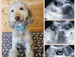 Australian Labradoodle dogs - Advert 2