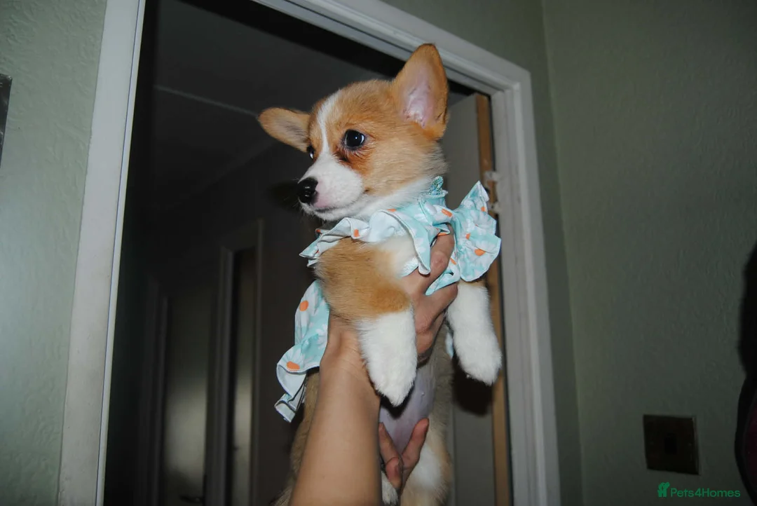Welsh Corgi Pembroke dogs for sale: Are Beautiful Girls Storm/Darling/Petal - Advert 22
