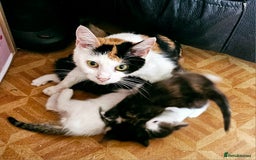 British Shorthair cats for sale: 3 kittens  - Image 12