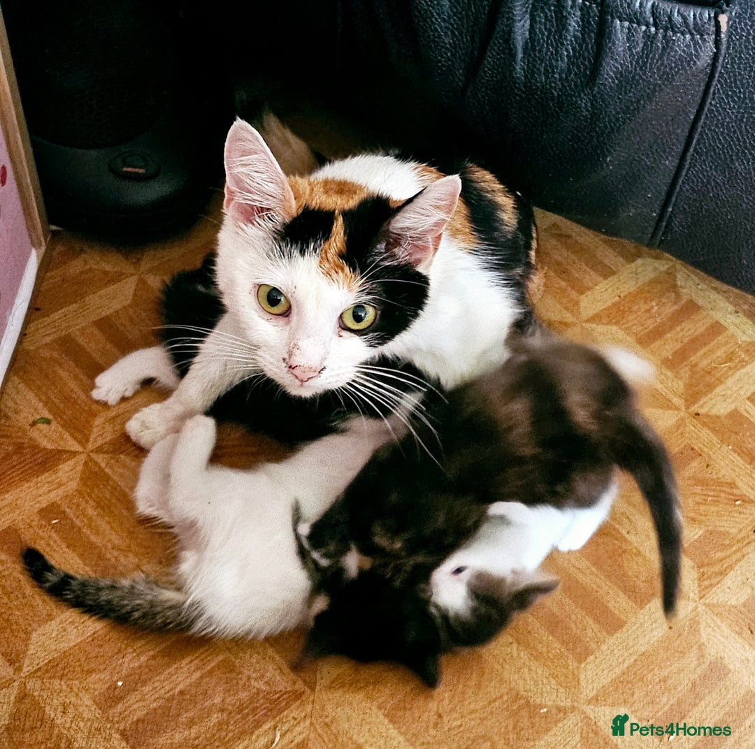 British Shorthair cats for sale: 3 kittens  - Image 12