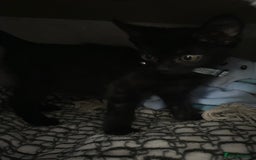 Mixed Breed cats for sale: Beautiful twin kittens  - Image 5