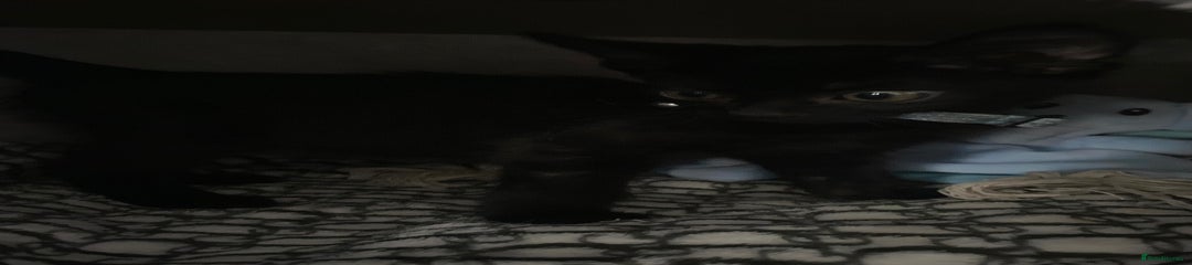 Mixed Breed Kitten 1