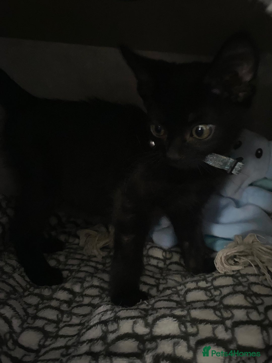 Mixed Breed cats for sale: Beautiful twin kittens  - Image 5