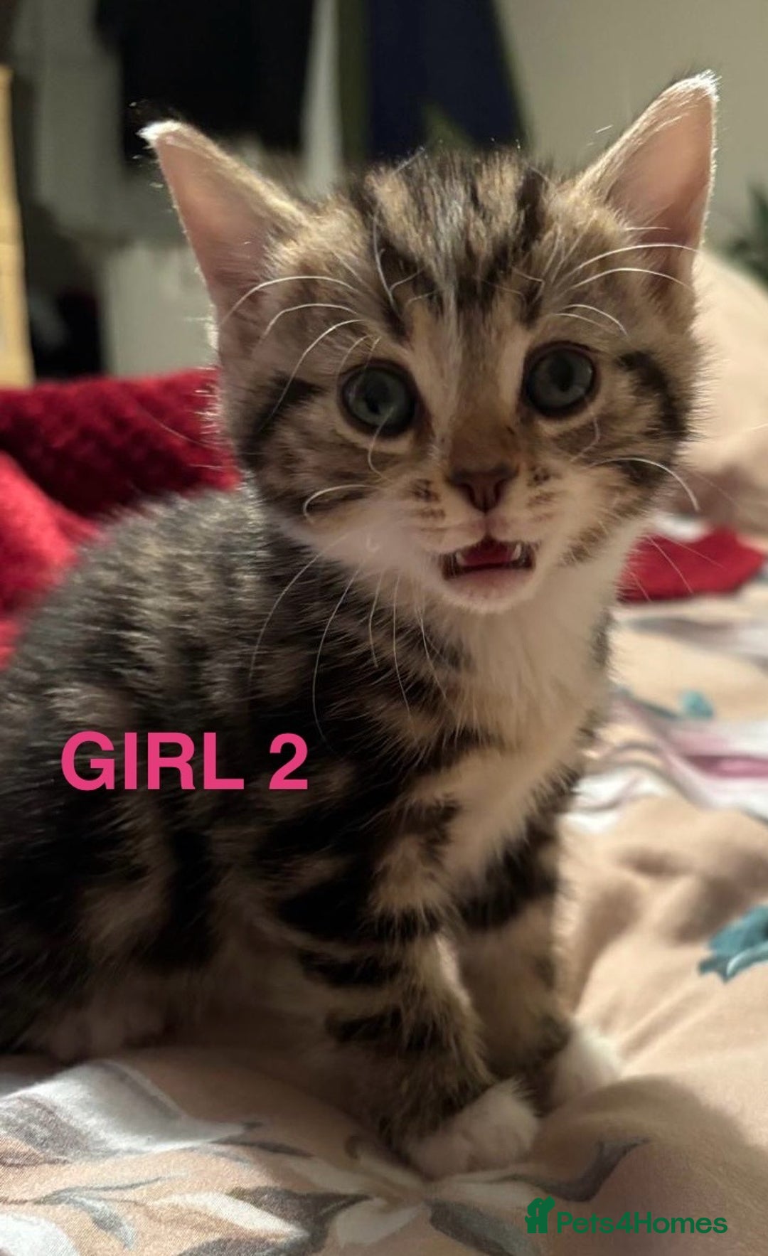 Mixed Breed cats for sale: Kittens  - Advert 4