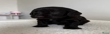 Mixed Breed 3